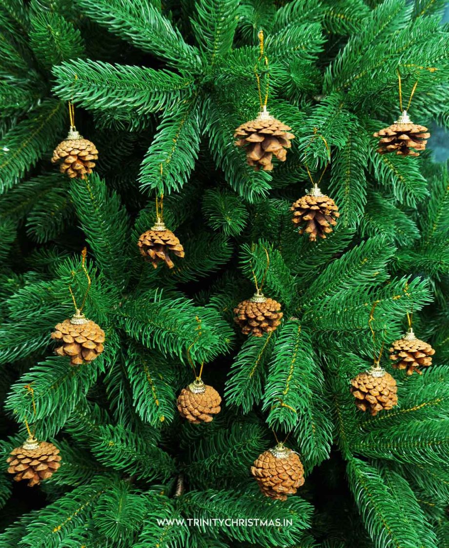 Brown PineCones